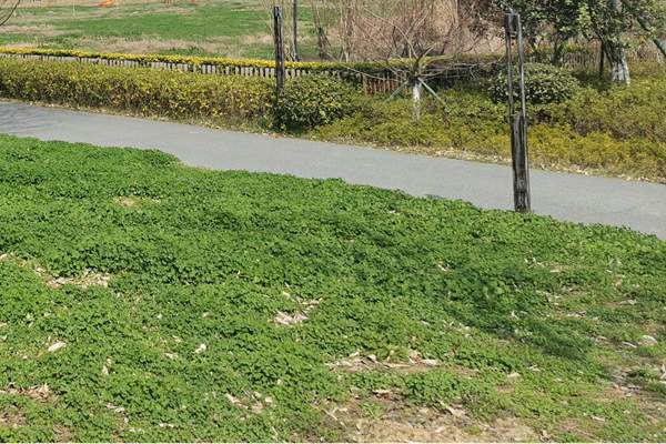 筑牢質量“安全線”！珠海市生態環境局等四部門加強建設用地土壤環境聯動監管服務